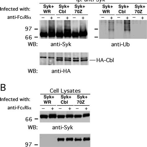 Ag Induced Ubiquitination Of Syk Is Under The Control Of Cbl And Download Scientific Diagram