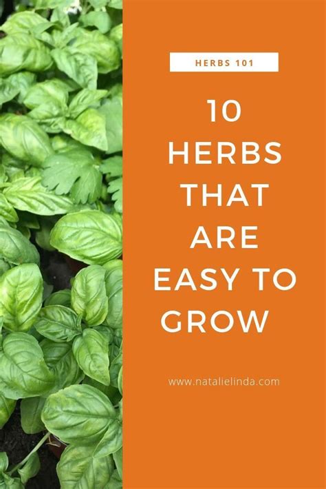 10 Easy To Grow Herbs Natalie Linda Herb Garden Pallet Herbs