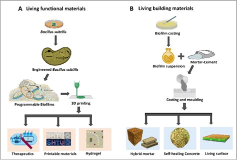 Applications of B. subtilis biofilms as biomaterials. (A) Engineering ...