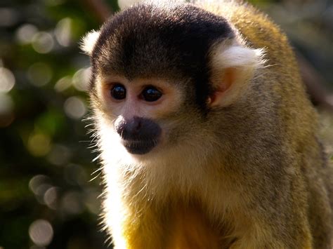 Animals pictures: Monkeys 
