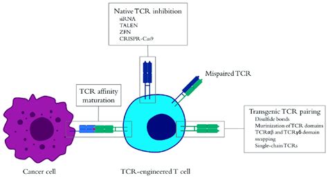 Enhancement Of Tumor Specific T Cell Receptor TCR Engineered T Cells