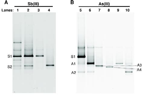 Dgge Analysis Of 16s Rrna Gene Fragments From Enrichments And Isolates Download Scientific