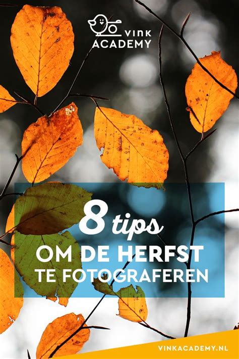 Gouden Tips Voor Bos Fotografie Tijdens De Herfst Artofit