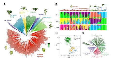 中国农业科学院蔬菜花卉研究所王晓武团队揭示转座子插入是白菜表型变异的重要来源驯化鉴定基因组