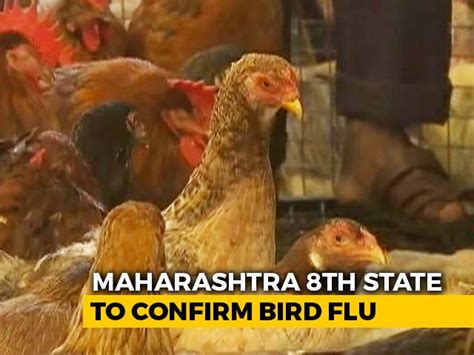 Avian Bird Flu Latest News Photos Videos On Avian Bird Flu Ndtvcom