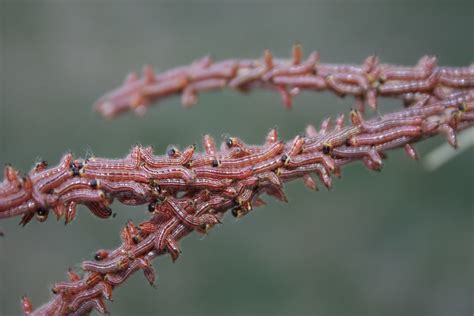 Walnut Caterpillar | K-State Turf and Landscape Blog