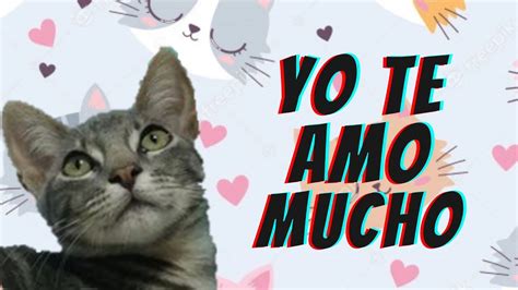 Tu Gato Te Ama Como Saber Si Mi Gato Me Ama Shorts Youtubeshorts Shortvideo Video Youtube