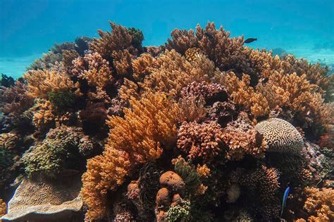 Balicasag Diving: Explore The Underwater Heaven Of Bohol, Philippines