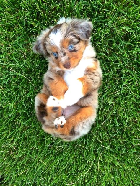 Puppy Time Meet My 7 Week Old Mini Australian Shepherd Oakley Raww