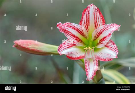 An Isolated View Of A Bright Eyed Lightly Fragranted Trumpet Amaryllis