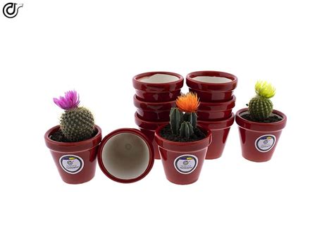 Macetas Para Cactus Macetas Decoradas Rojo Pack X Modelo D