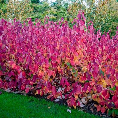 Cornus alba Siberian Pearls piros vesszőjű som 2L es SztárKert Hu