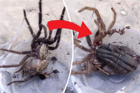 Youll Wish Youd Never Watched This Tarantula Shed Its Skin Daily Star