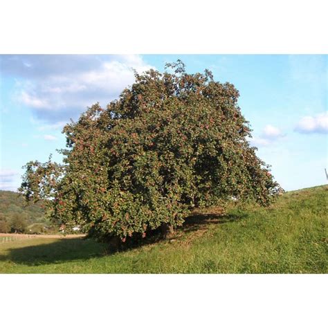 Malus Domestica Seeds (Pyrus Malus Seeds, Malus Sylvestris Seeds, Apple ...