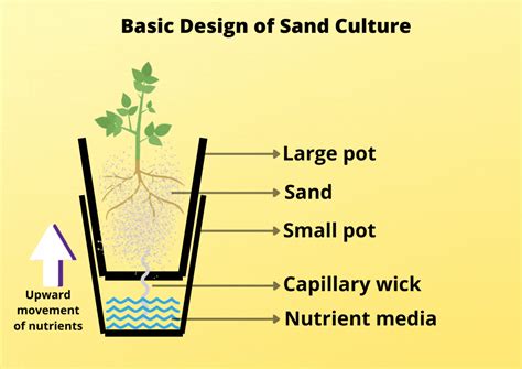 Plants That Grow Without Soil Plants Craze