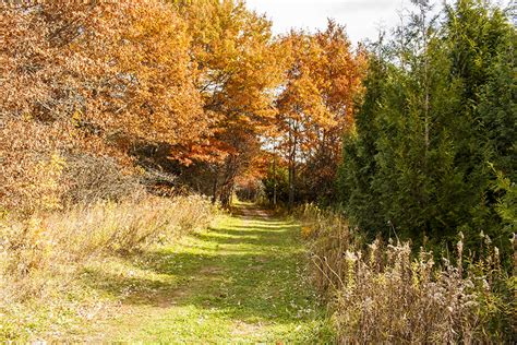 Minnesota Seasons Whitetail Woods Regional Park