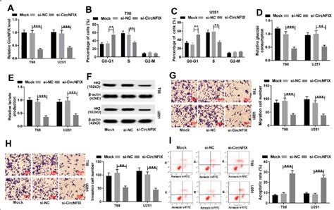 Knockdown Of CircNFIX Induces Cell Cycle Arrest And Apoptosis And