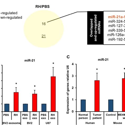 Expression Changes Of Exosomal Mir A P In Microglial Cells With