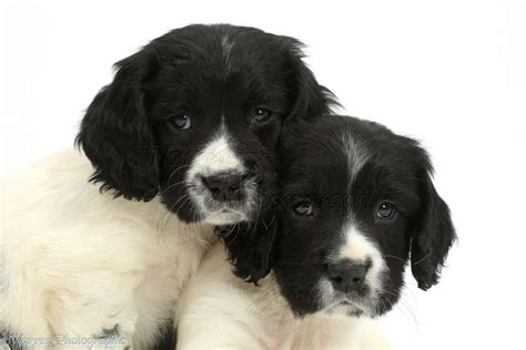 Dogs: Springer Spaniel puppies photo WP41360