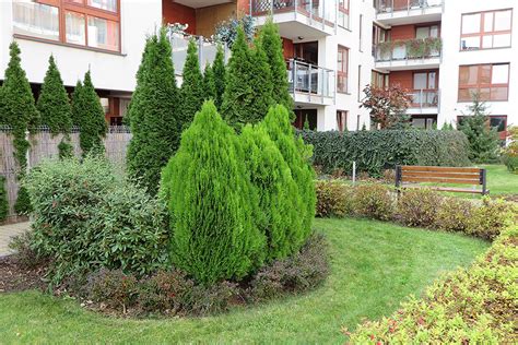 Туя Восточная Биота Фото — Картинки фотографии