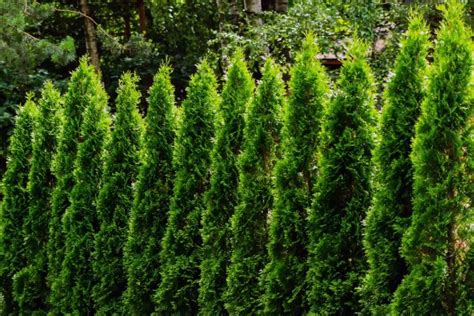 The 12 Best Trees for Front Yard Landscaping - Bob Vila