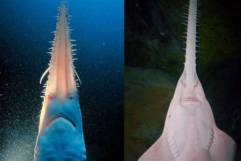 Sawfish Or Sawshark