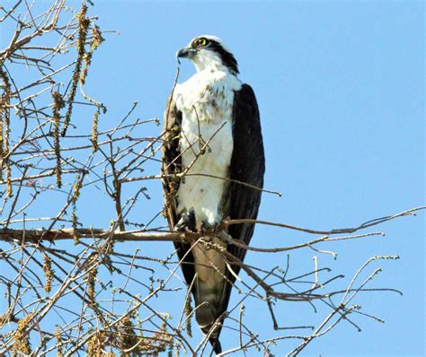 Catching up with the birds along the LA River | Audubon Center at Debs Park