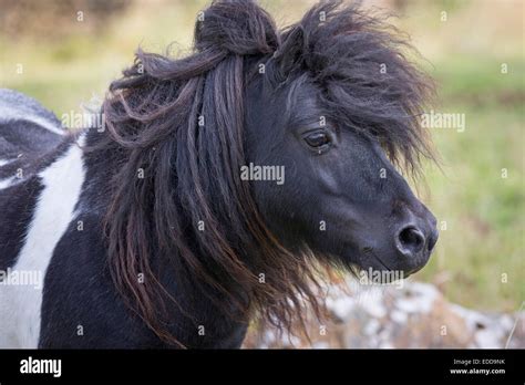 Miniature Shetland Pony Portrait Piebald Stallion Shetlands Unst Stock