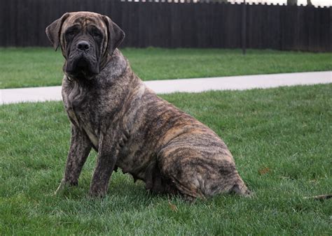 How you can volunteer for an english mastiff rescue near you 31