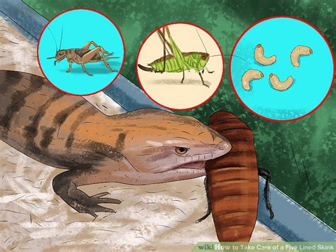 How to Take Care of a Five Lined Skink (with Pictures) - wikiHow