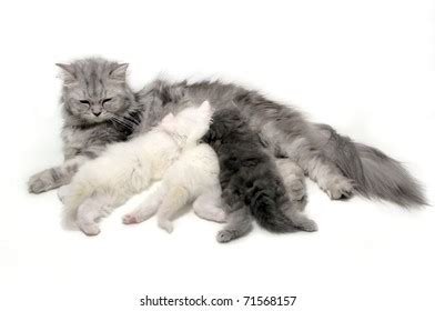 10,068 Cat nursing kittens Images, Stock Photos & Vectors | Shutterstock