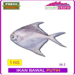 Promo Ikan Bawal Putih Besar Kg Bawal Laut Segar Jakarta Selatan