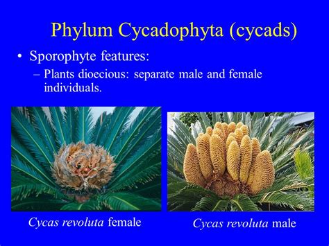 Phylum Pinophyta