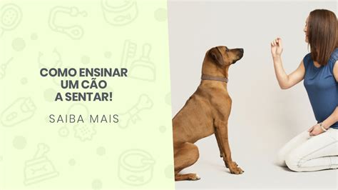 Como ensinar um cão a sentar Vida Animal