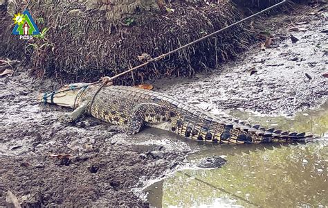 One Saltwater Crocodile rescued by PCSDS | PCSD