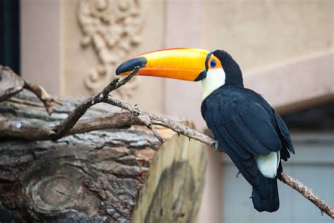 50 Surprising Toucan Facts To Brighten Up Your Life | Facts.net