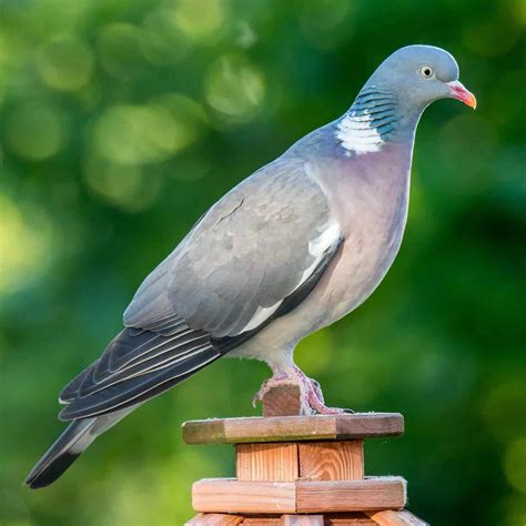 All about the Wood Pigeon - GardenBird