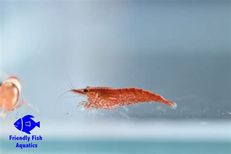 Cherry Shrimp Friendly Fish Aquatics