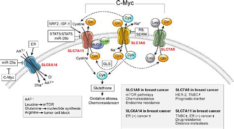 Figure 1 From Amino Acid Transporters And Glutamine Metabolism In