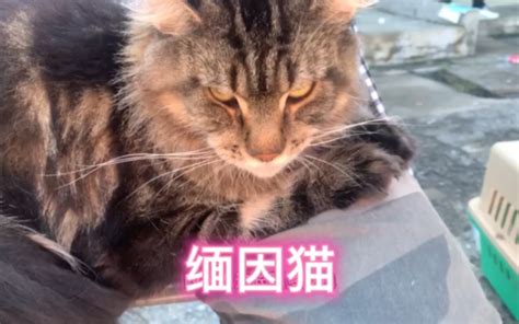 宠物市场缅因猫大全 哔哩哔哩 Bilibili