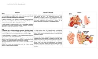 Los Sentidos Cuadro Comparativo Psicologia PPT