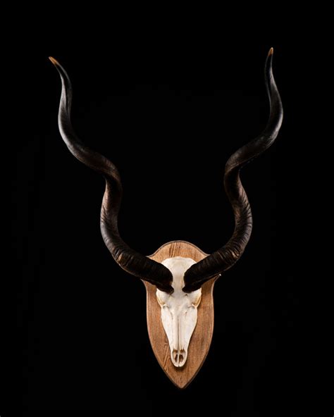 Taxidermy Projects Splitting Image Taxidermy