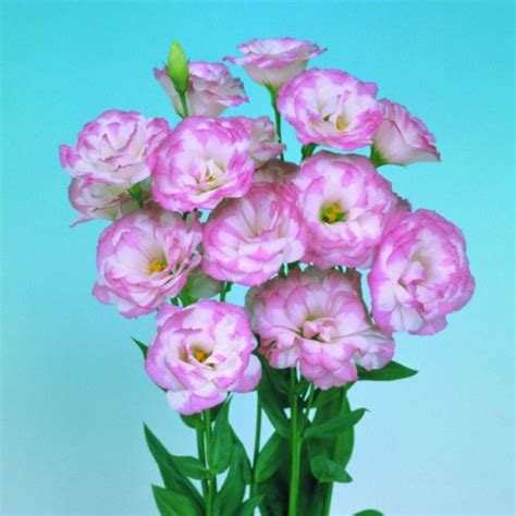 Купить семена эустомы Мариачи F1 пинк пикоти (pink picotee) 50 семян ...