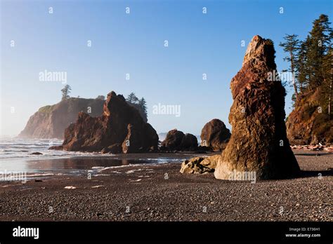 Sea Stacks On Ruby Beach In The Olympic National Park Early Evening