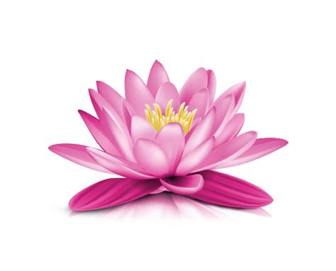 Water Lily Green Nature Aquatic Bloom Png