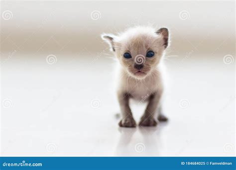 Baby Cat. Cute Kitten Playing at Home Stock Image - Image of looking ...