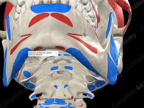 Insertion Of Rectus Capitis Anterior Muscle Complete Anatomy