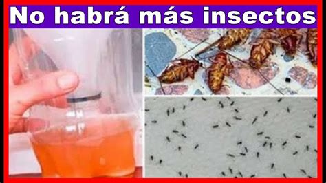 Como Eliminar Todas Las Moscas Cucarachas Y Mosquitos De Tu Casa