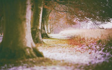 Wallpaper Sunlight Trees Forest Fall Leaves Water Nature