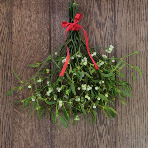 Fun Facts About Mistletoe - History and Traditions